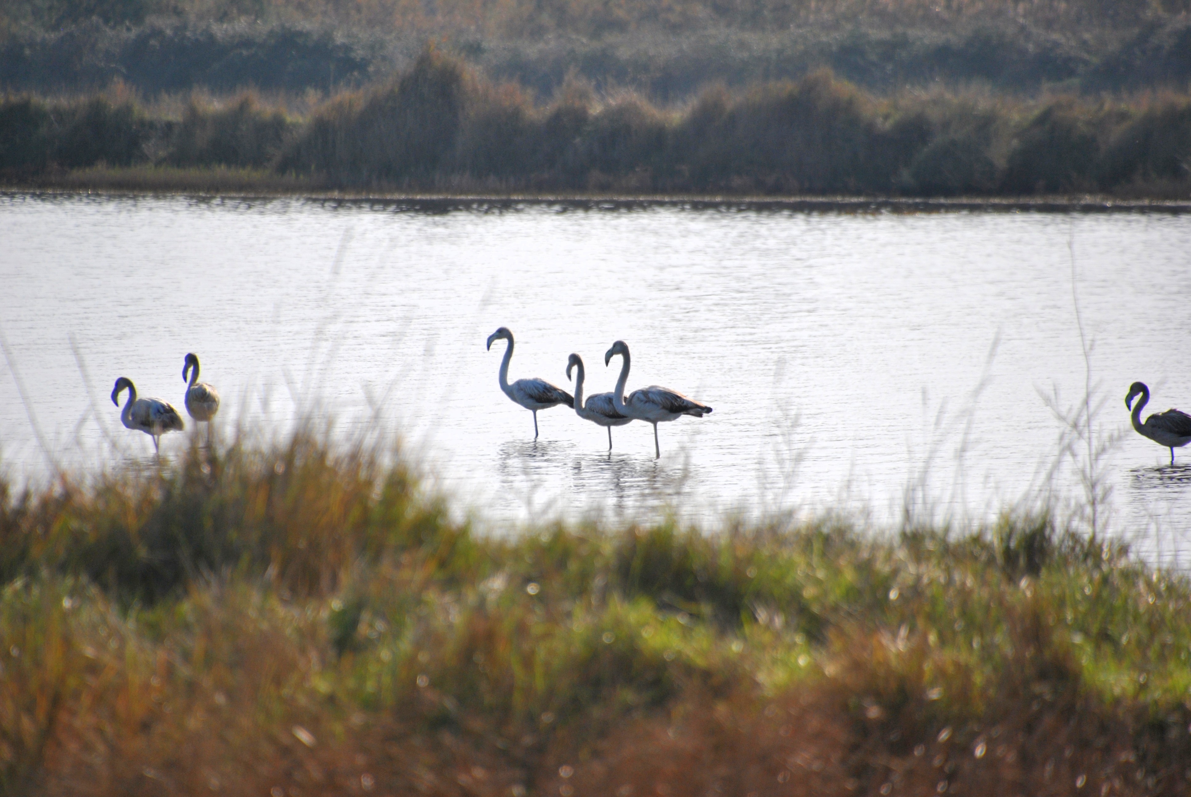 Comme ses flamants roses, la moitié des espèces d'oiseaux d'Europe sont présentes dans la saline d'Ulcinj @ LS