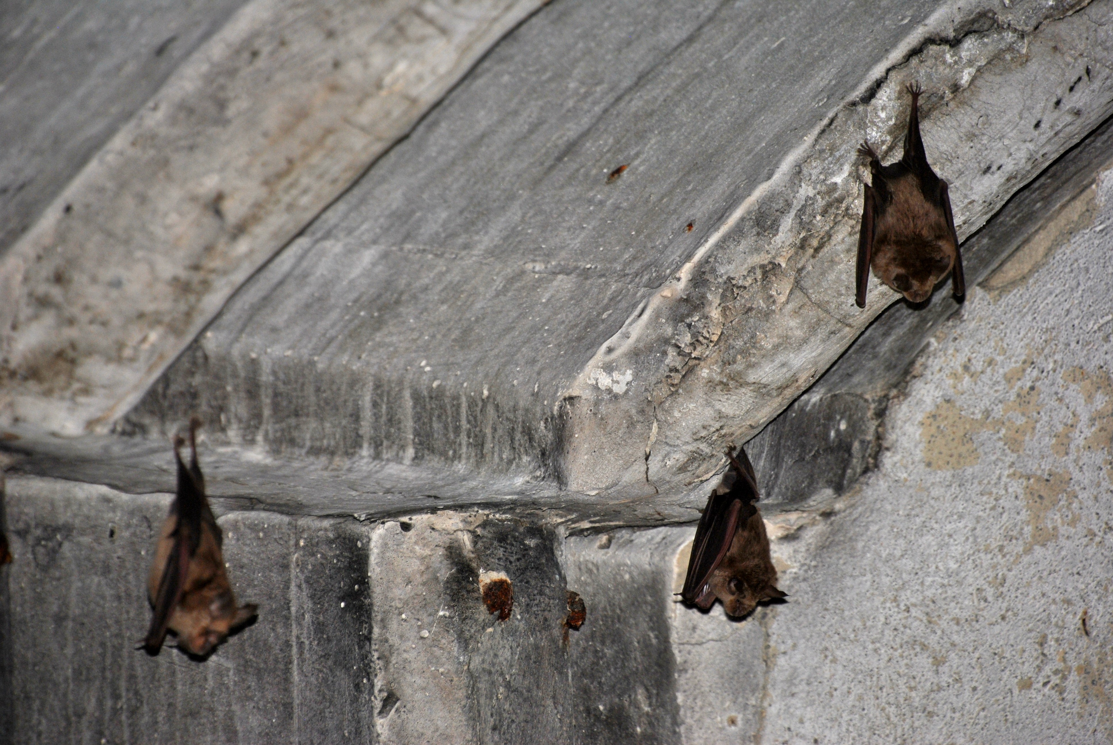 Chauve-souris dans un bunker proche de Tirana @ LS