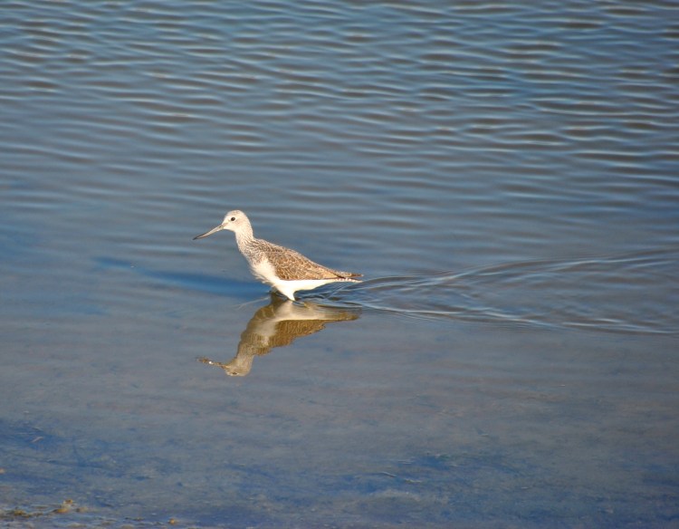 Chevalier sylvain à Nartë @ LS