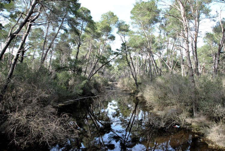 La forêt de pins maritimes de la lagune de Karavasta @ LS