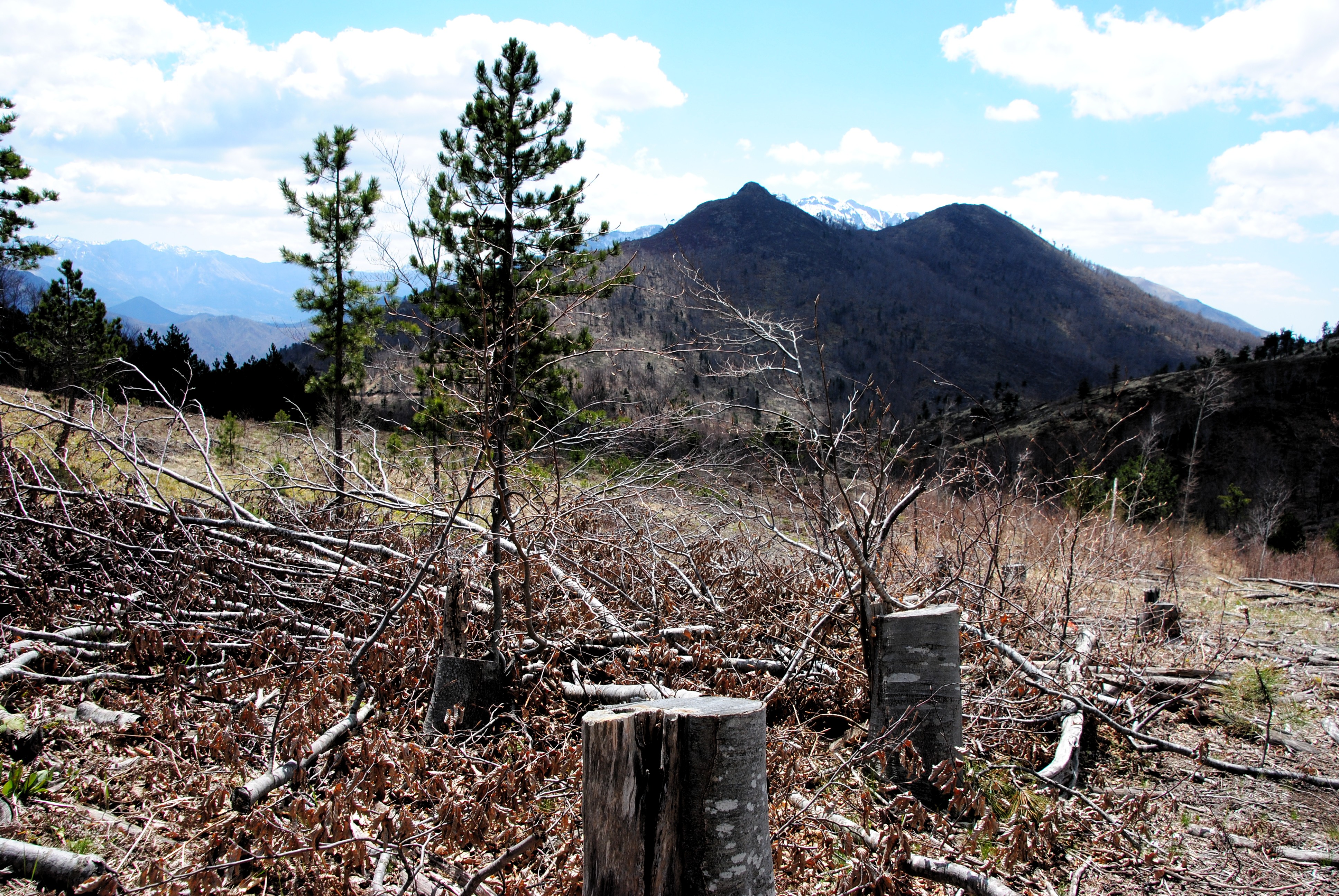 Les forêts de Munella abritent les derniers lynx des Balkans @ LS