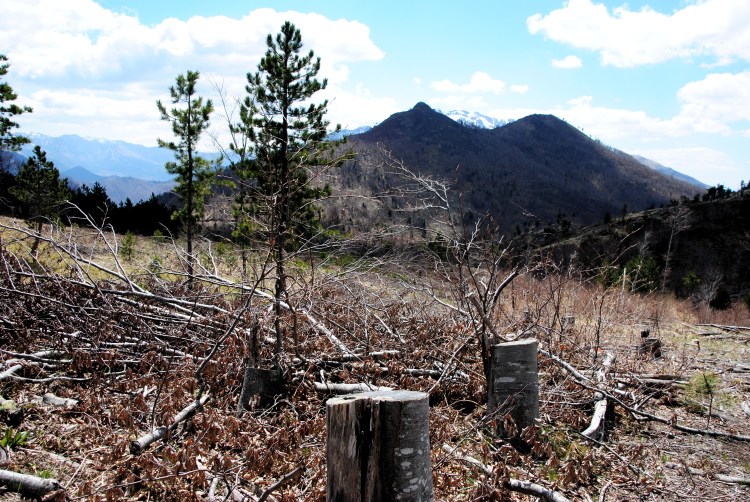 Les forêts de Munella abritent les derniers lynx des Balkans @ LS
