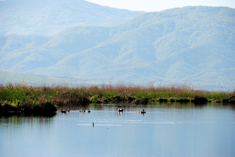 Pélican, canards et cormorans sur le grand lac de Prespa @ LS