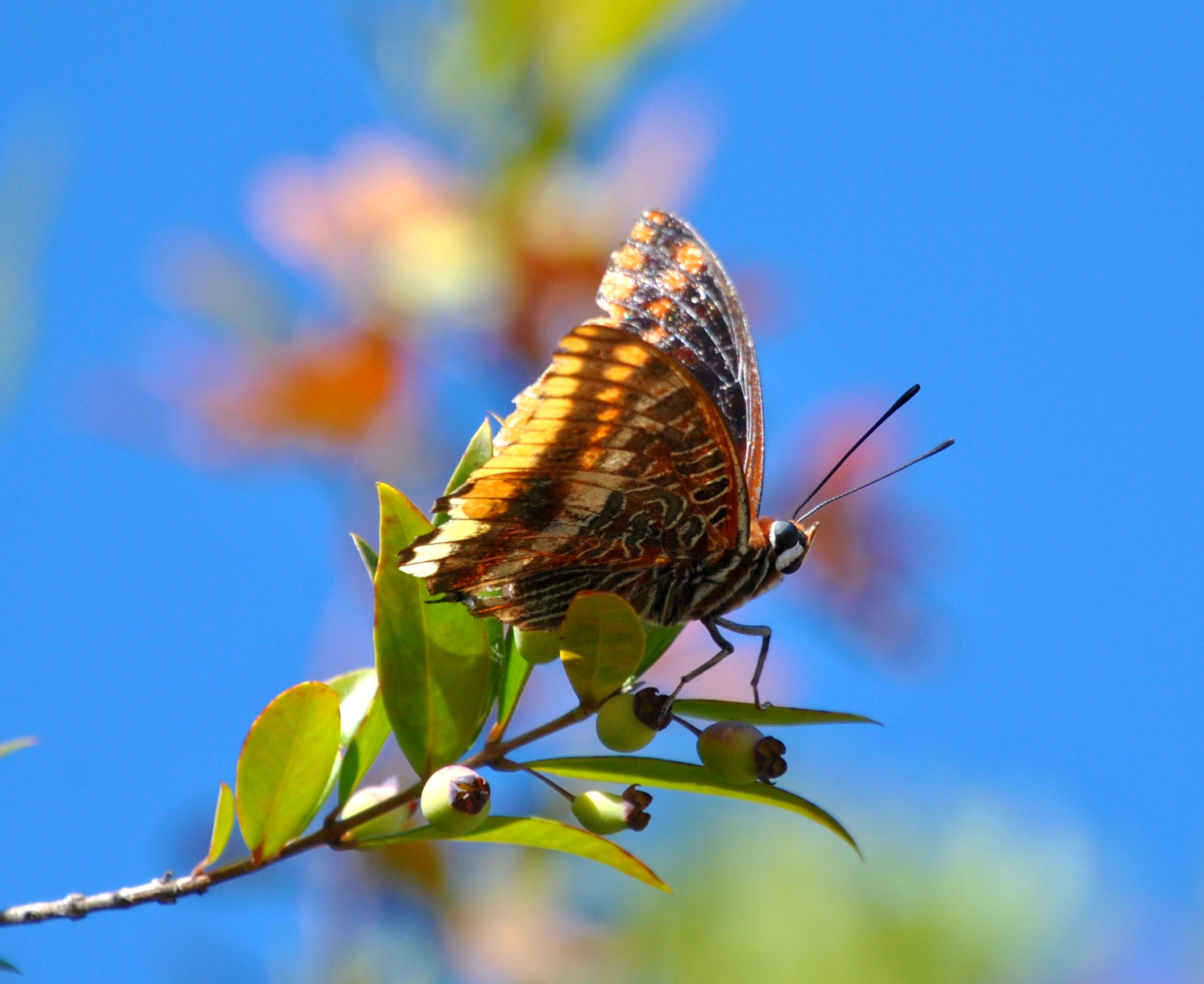 Un pacha à deux queues - Charaxes jasius, bord de mer en Albanie @ LS