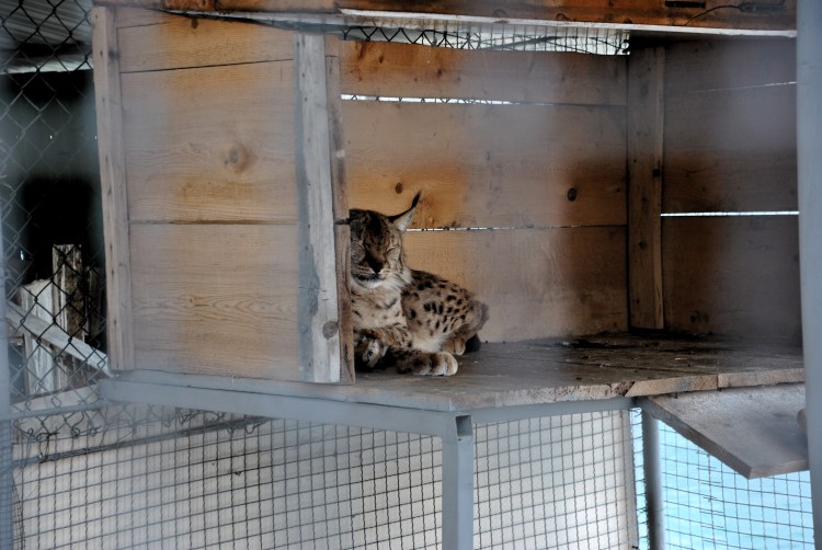 Un lynx des Balkans, prisonnier d'un restaurant du nord de l'Albanie @ LS