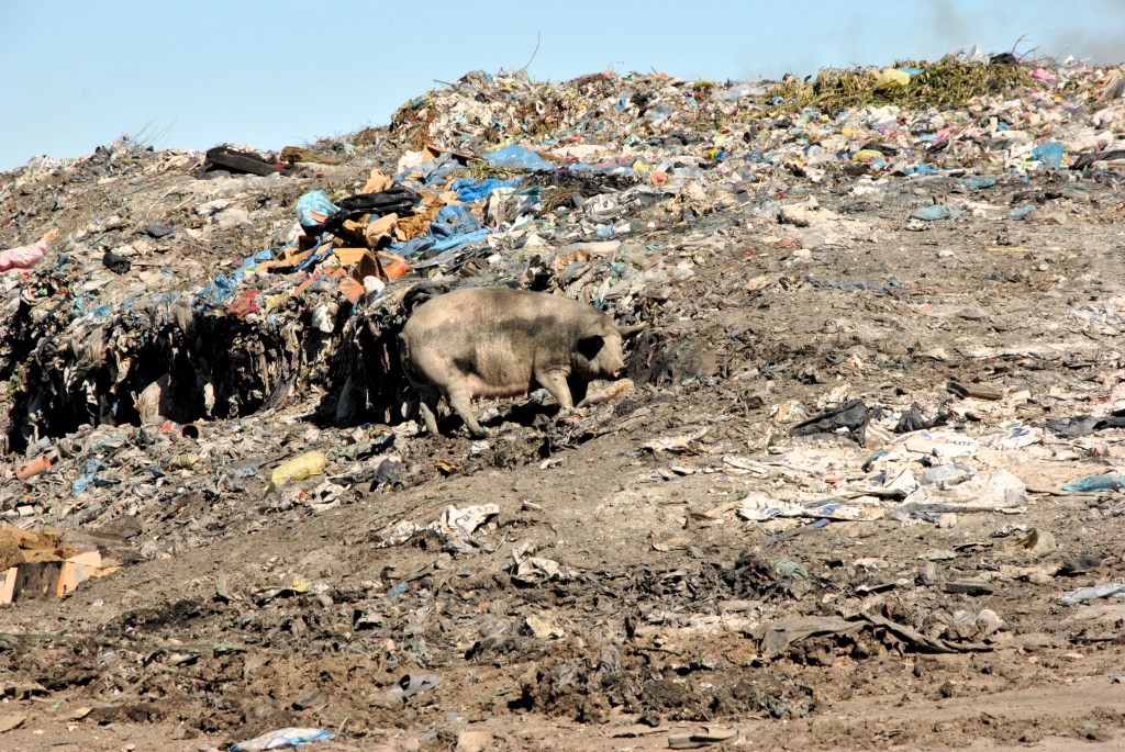 Une truie dans la principale décharge de Durrës @ LS